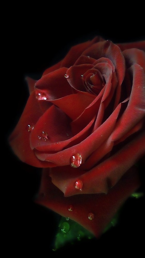 Red rose