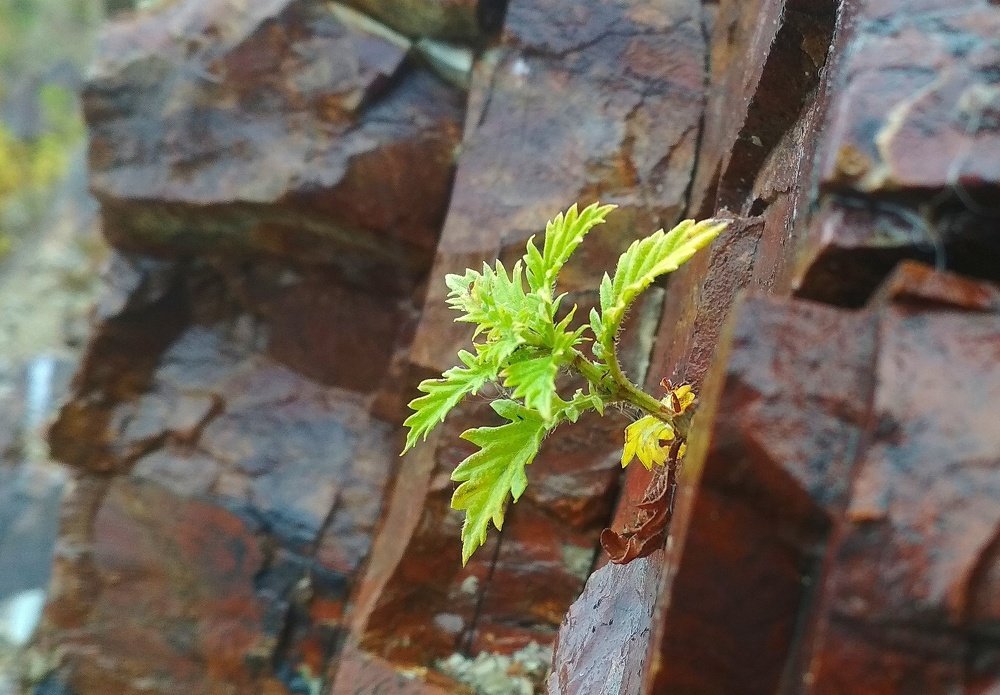 и на камнях растут деревья