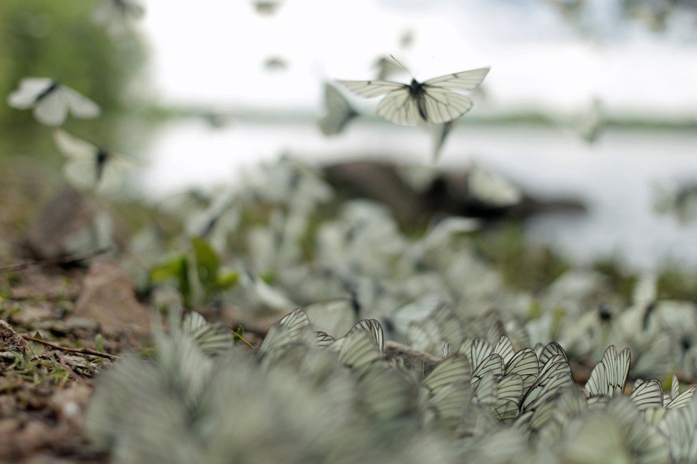 Бабочкина жизнь