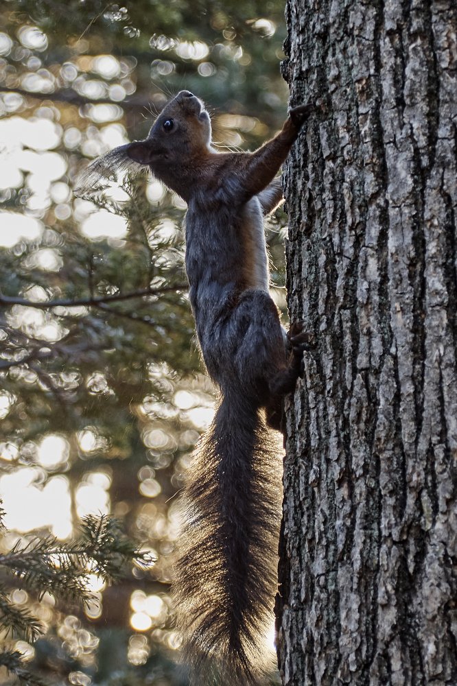 Шустрая белка