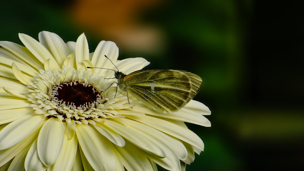 Photograph by Tanmoy Das
