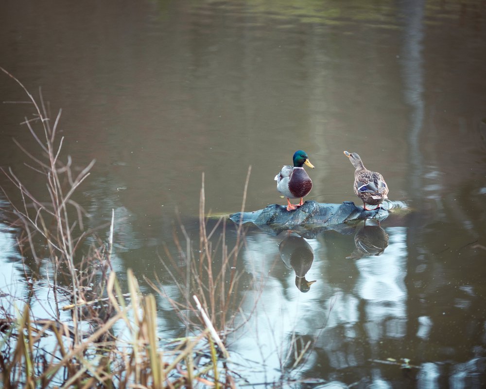 Photograph by Ирина Рассанова