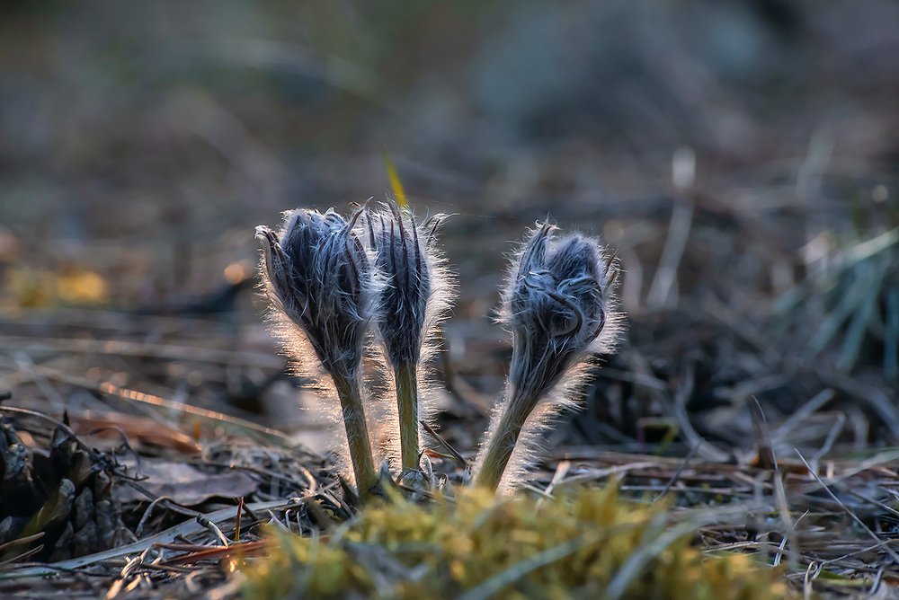 Сон-трава: истории из жизни…