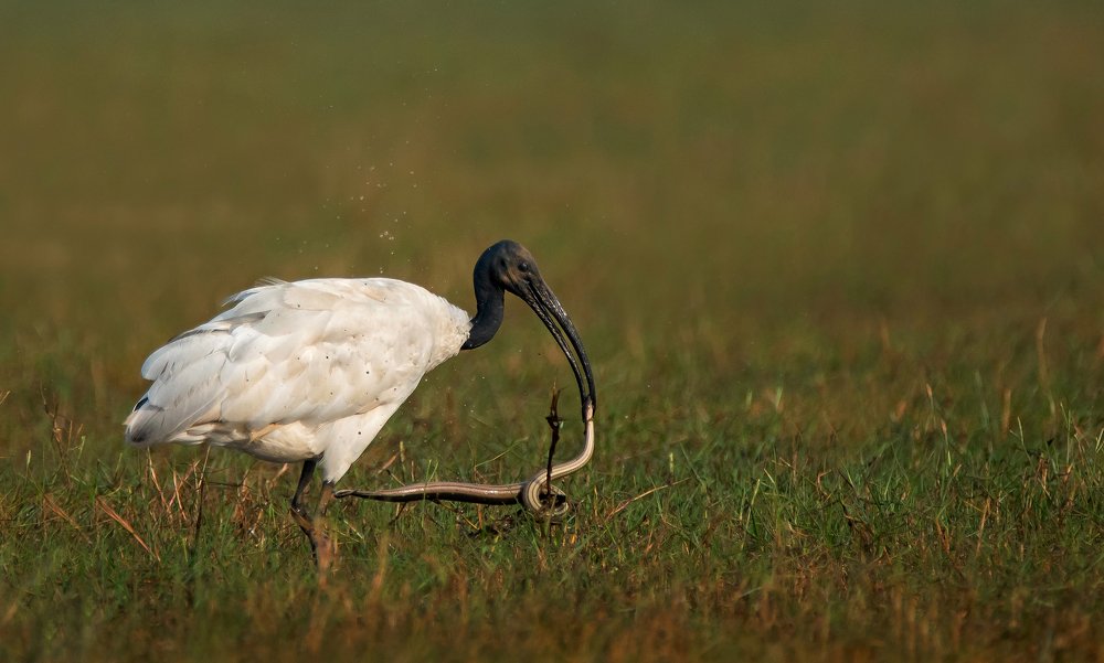 Photograph by Raghavendra Prasad H S