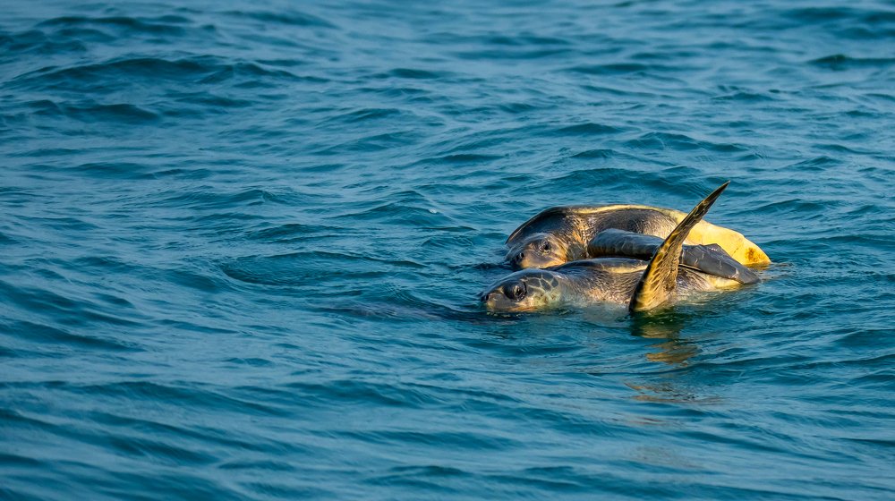 Photograph by Raghavendra Prasad H S