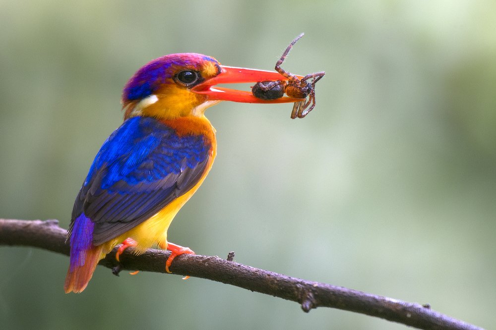 Фотография автора Durgaprasad Mylawaram