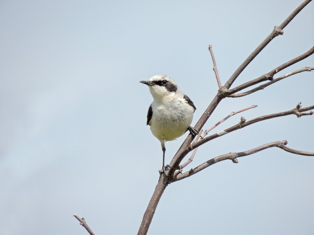 Каменка обыкновенная.