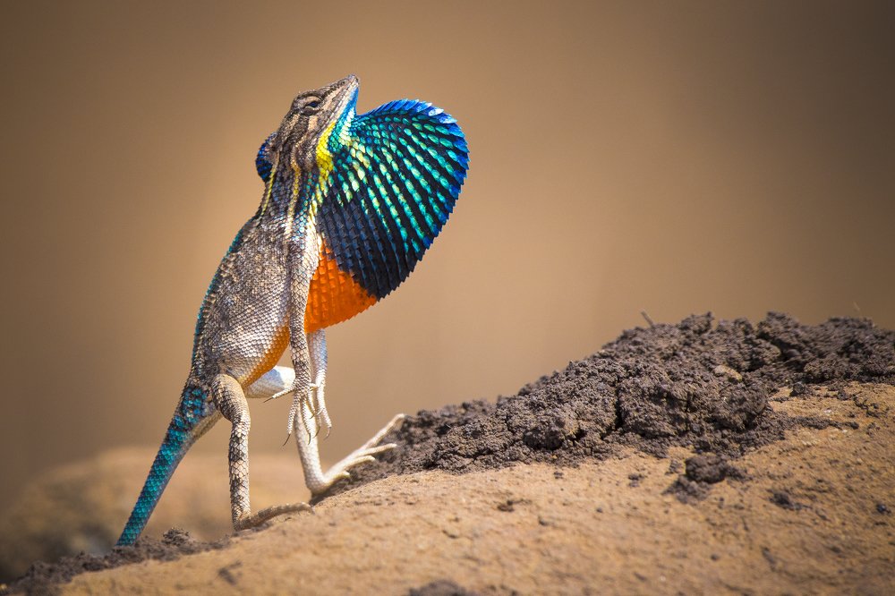 Фотография автора Durgaprasad Mylawaram