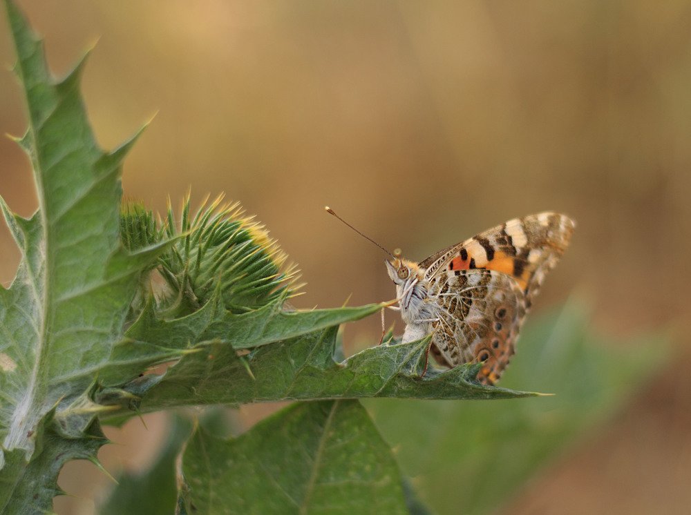 Бабочка отдыхает