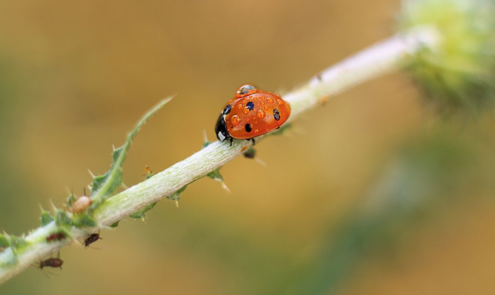 Ladybug