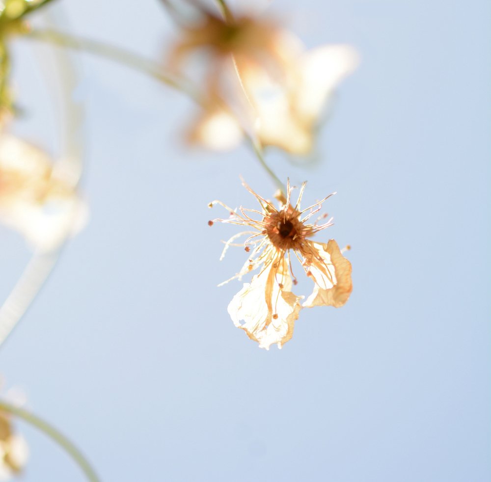 Фотография автора Ася Бабушкина