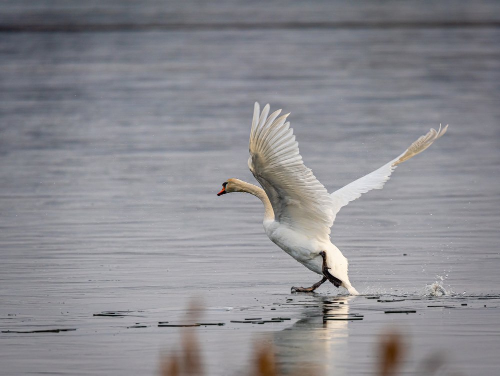 Photograph by Martynas Alejunas