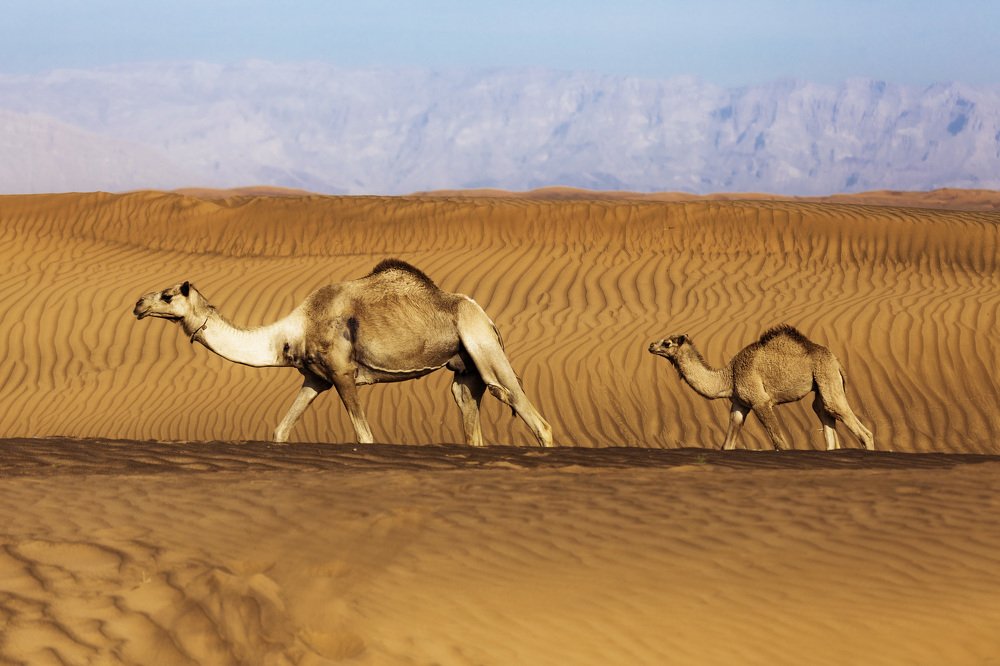 Photograph by Salim Alhajri