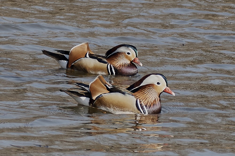 Утки-мандаринки