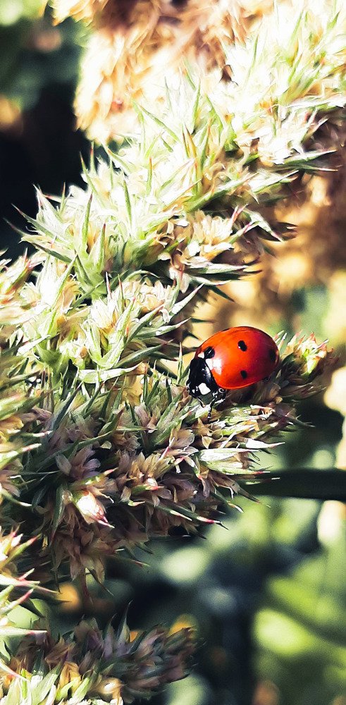 Божья коровка в солнечных лучах