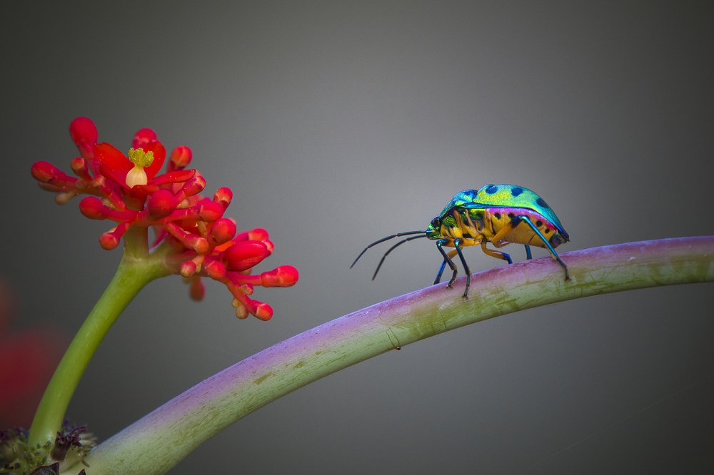 Фотография автора Durgaprasad Mylawaram