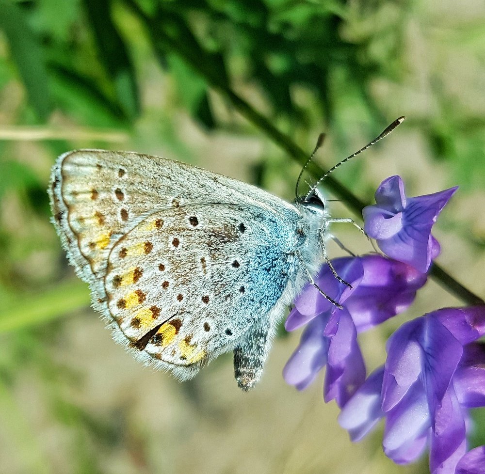 Лето пора бабочек.