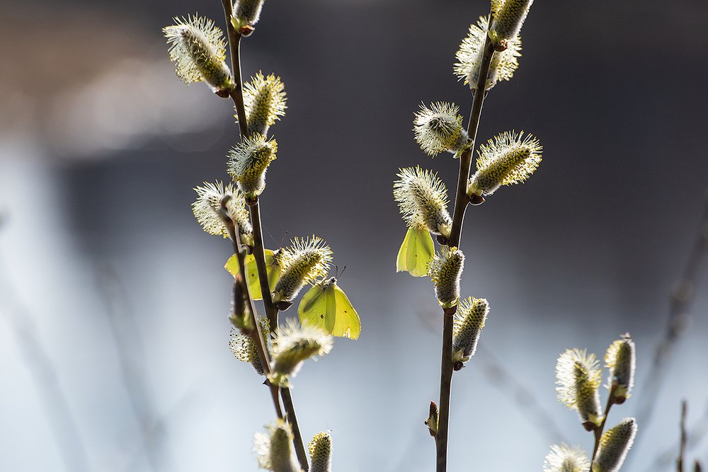 Вербное воскресенье