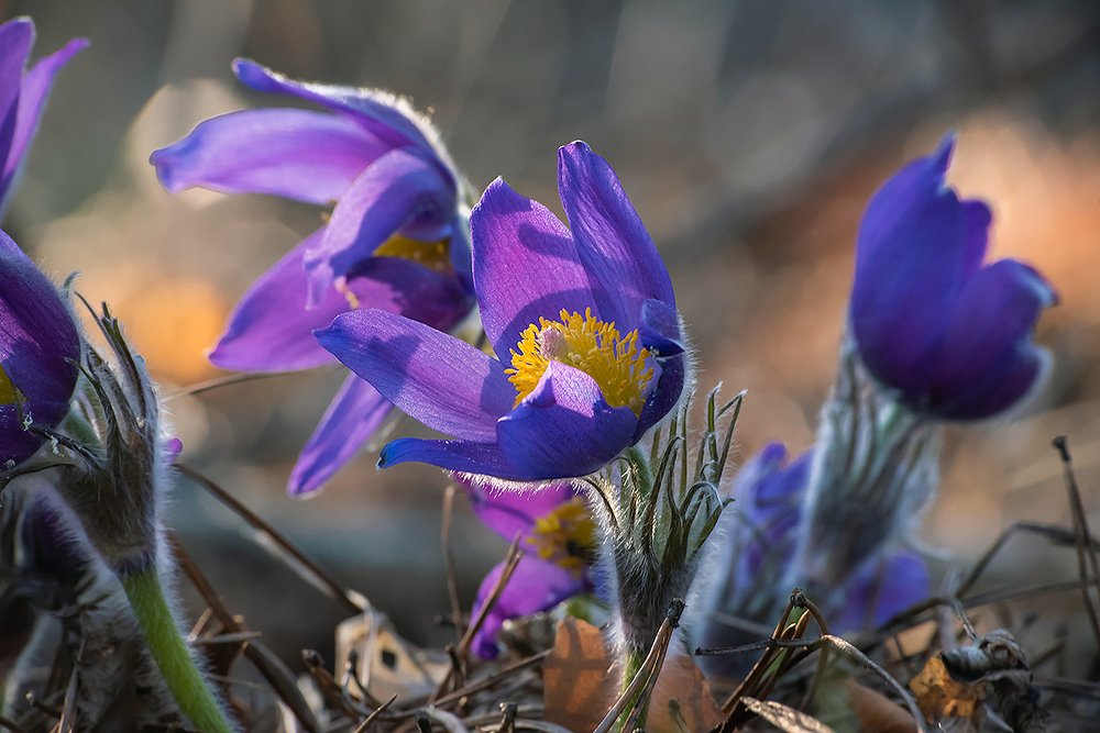 Про магию сон-травы