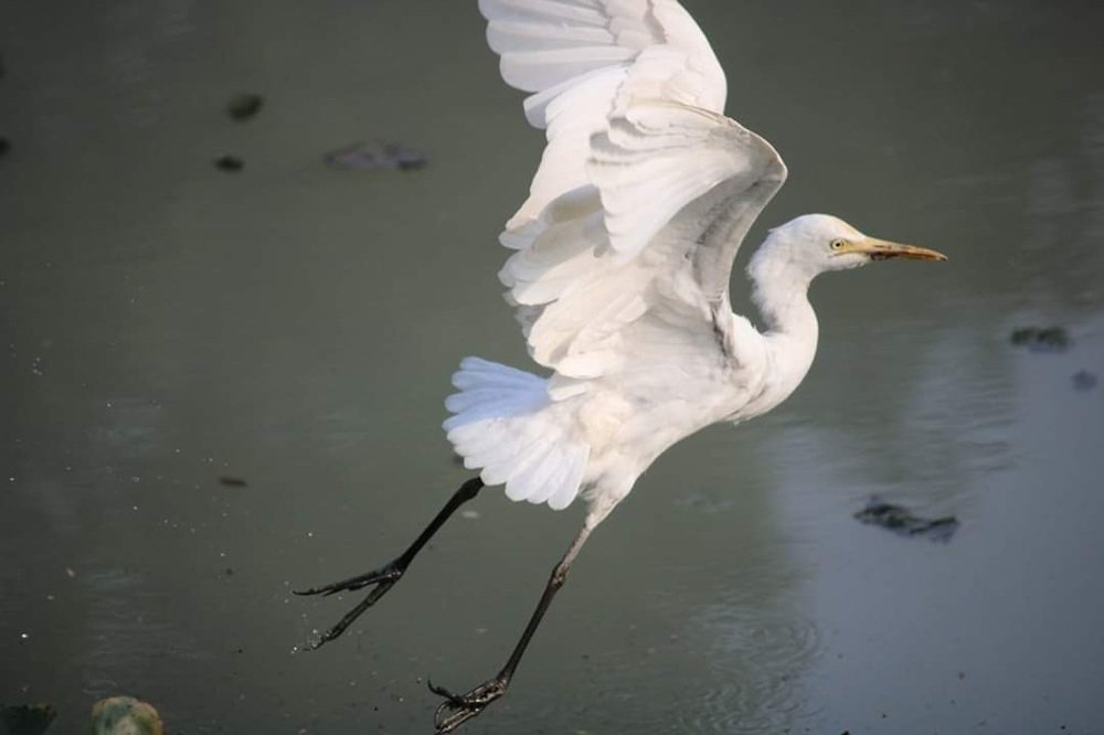 Photograph by Jayanta Chakravorty