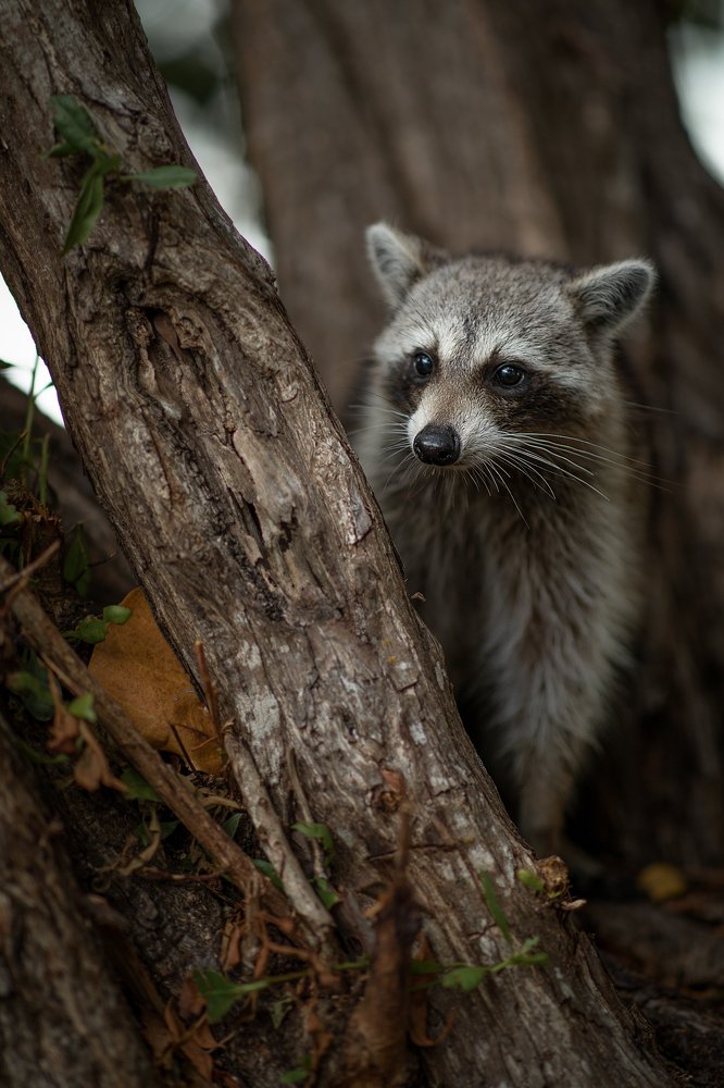 Фотография автора Зоя Галимова