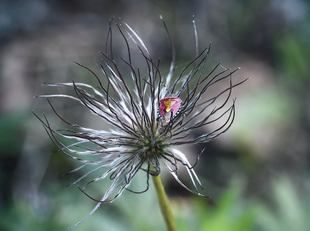 Кризис среднего возраста