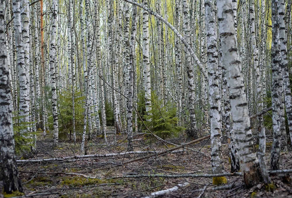 Весна в стране берёзого ситца