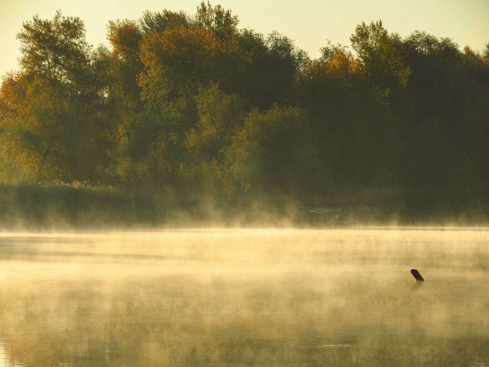 Дымчатая заводь