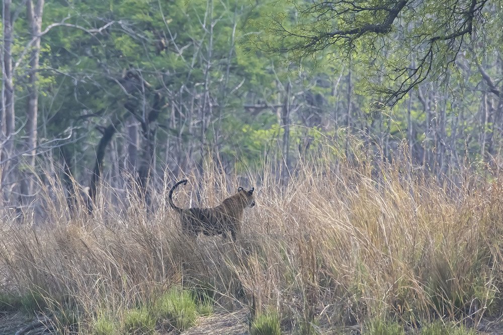 Photograph by Sunil Nair