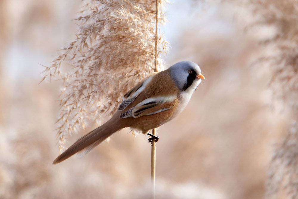 Photograph by Чернобай Анна