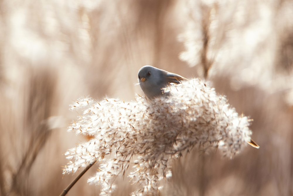 Photograph by Чернобай Анна
