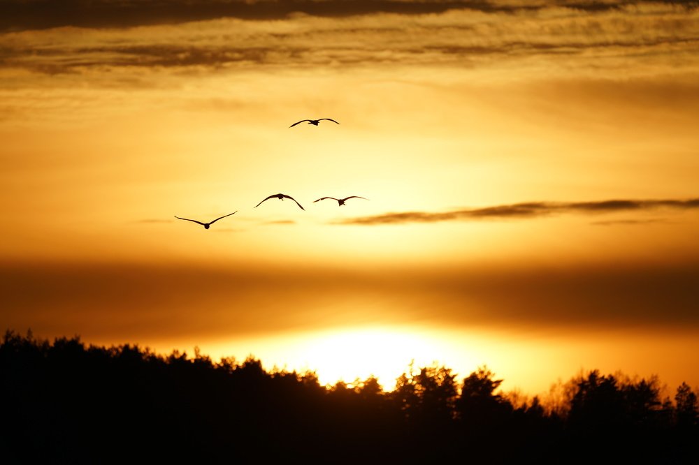 Фотография автора Anton Radtsevich