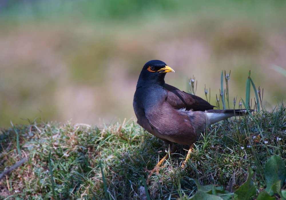 Фотография автора  Artist RajNandini