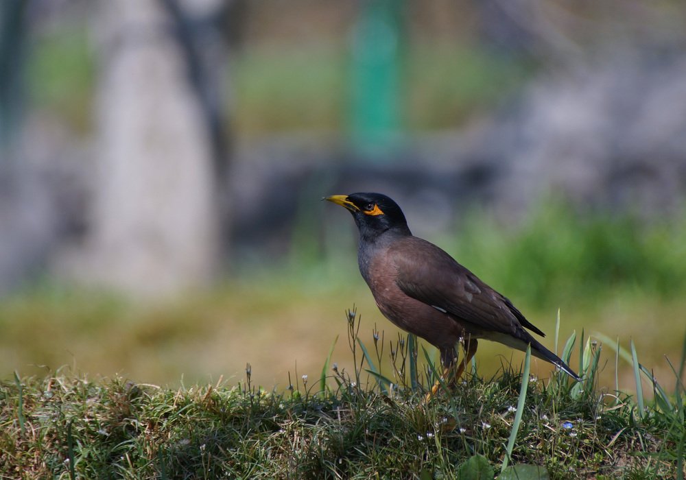 Фотография автора  Artist RajNandini