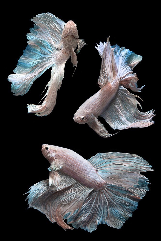 Photograph by  GW ANUJA LAVAN SOMARATHNE SILVA