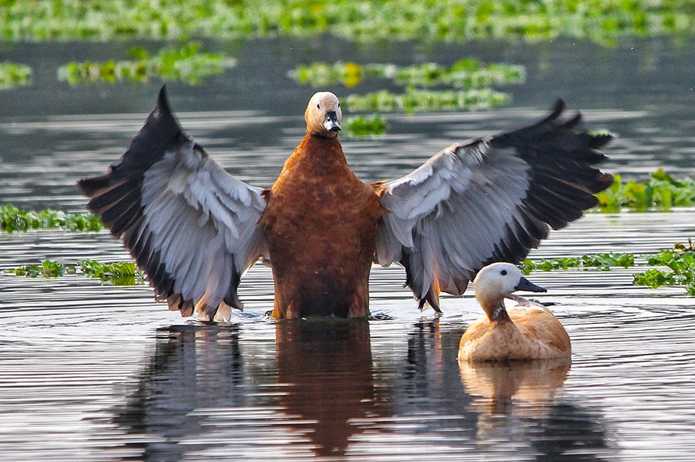 Its difficult to impress woman