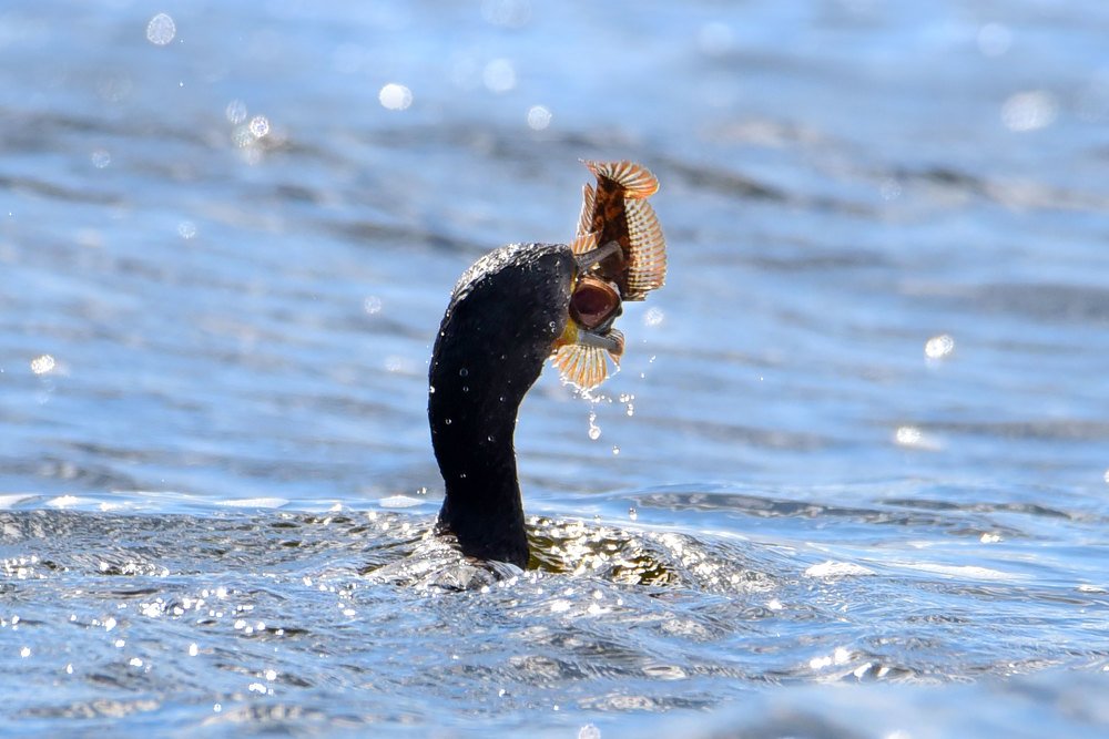 Обед большого баклана