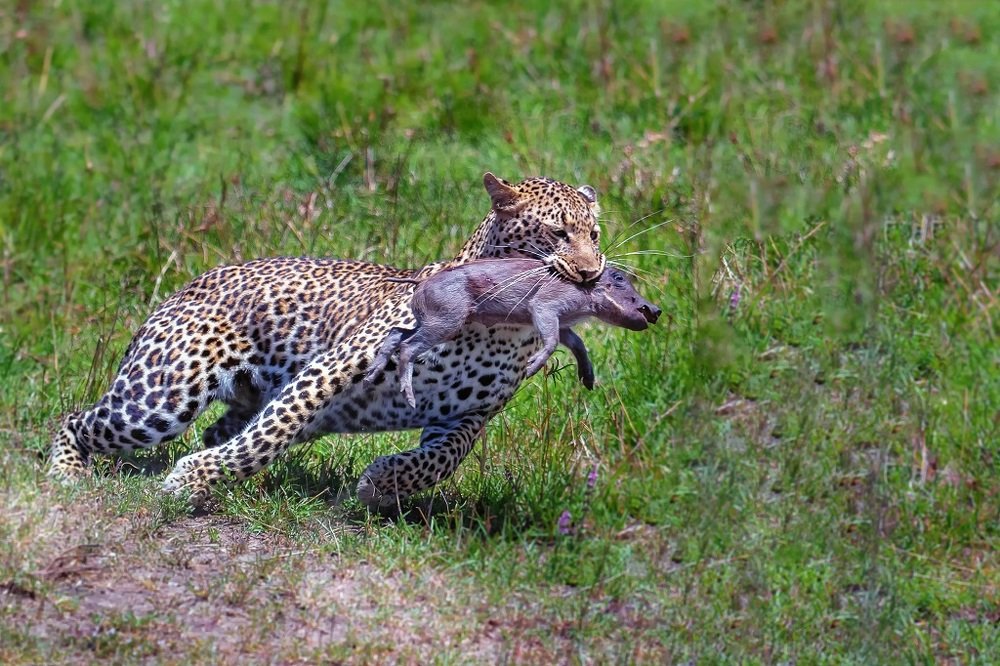 Photograph by Raghavendra Joshi