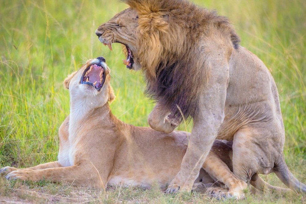 Photograph by Raghavendra Joshi