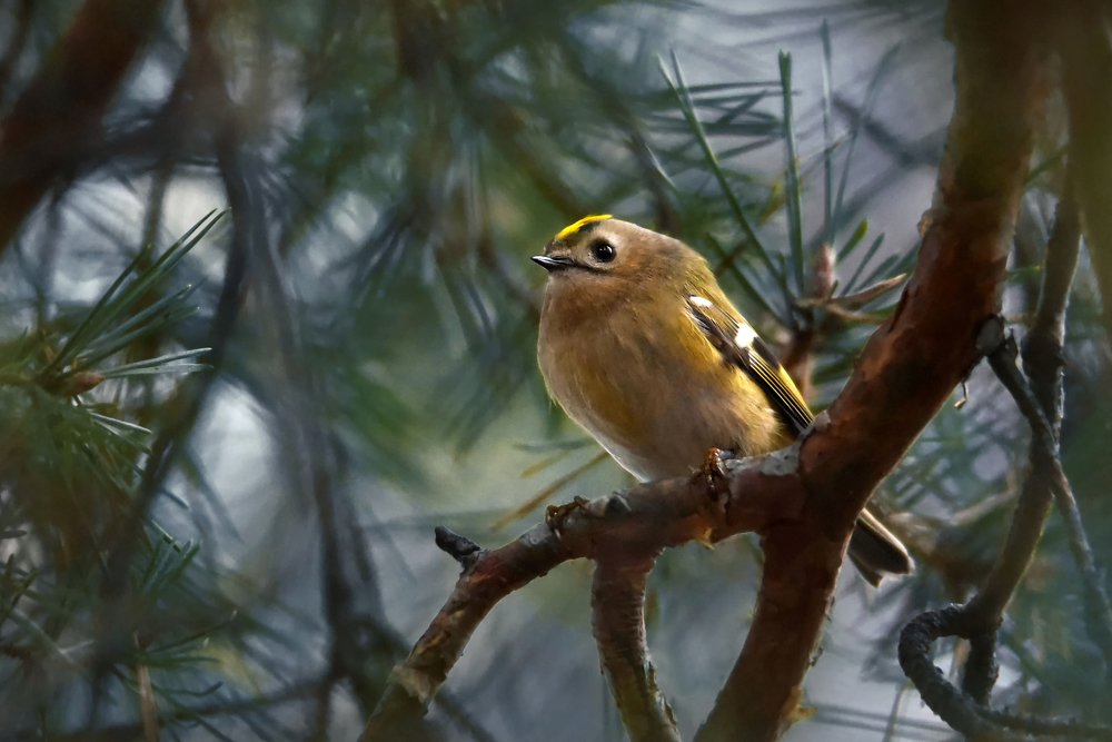 Photograph by Чернобай Анна