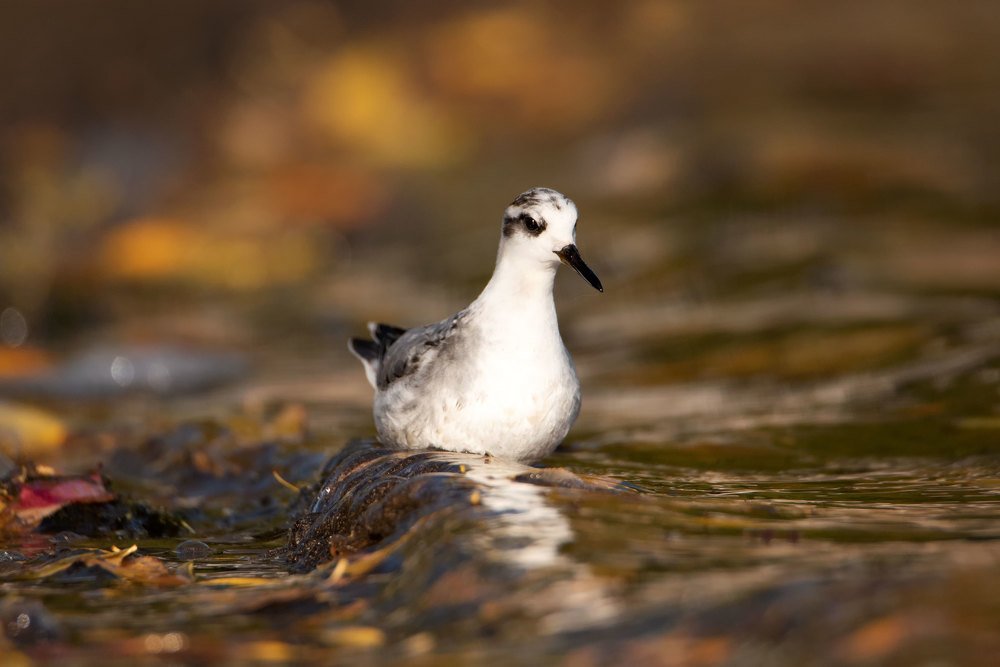 Плосконосый плавунчик.