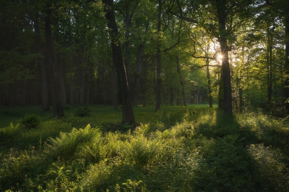 Photograph by Николай Степаненко
