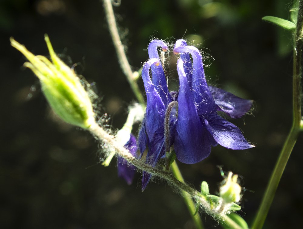 Растительный «Хищник»