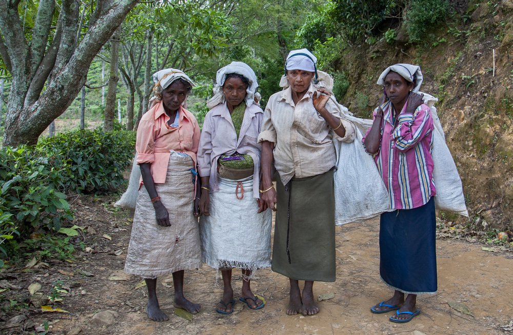 Сборщицы  чая