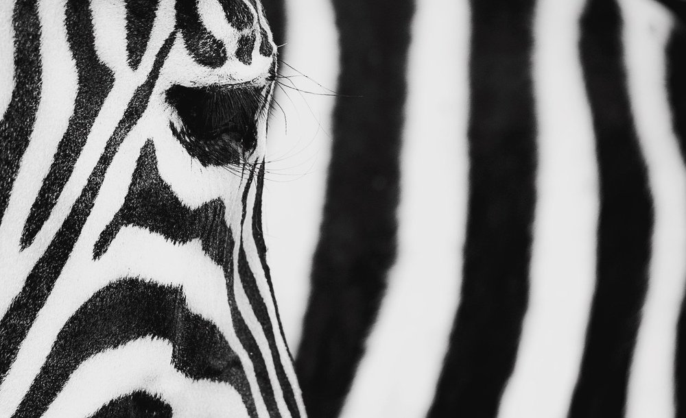 Photograph by Anas Fathi