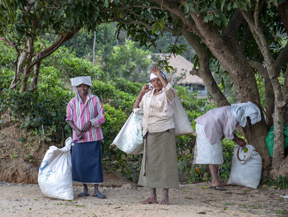 Сборщицы чая