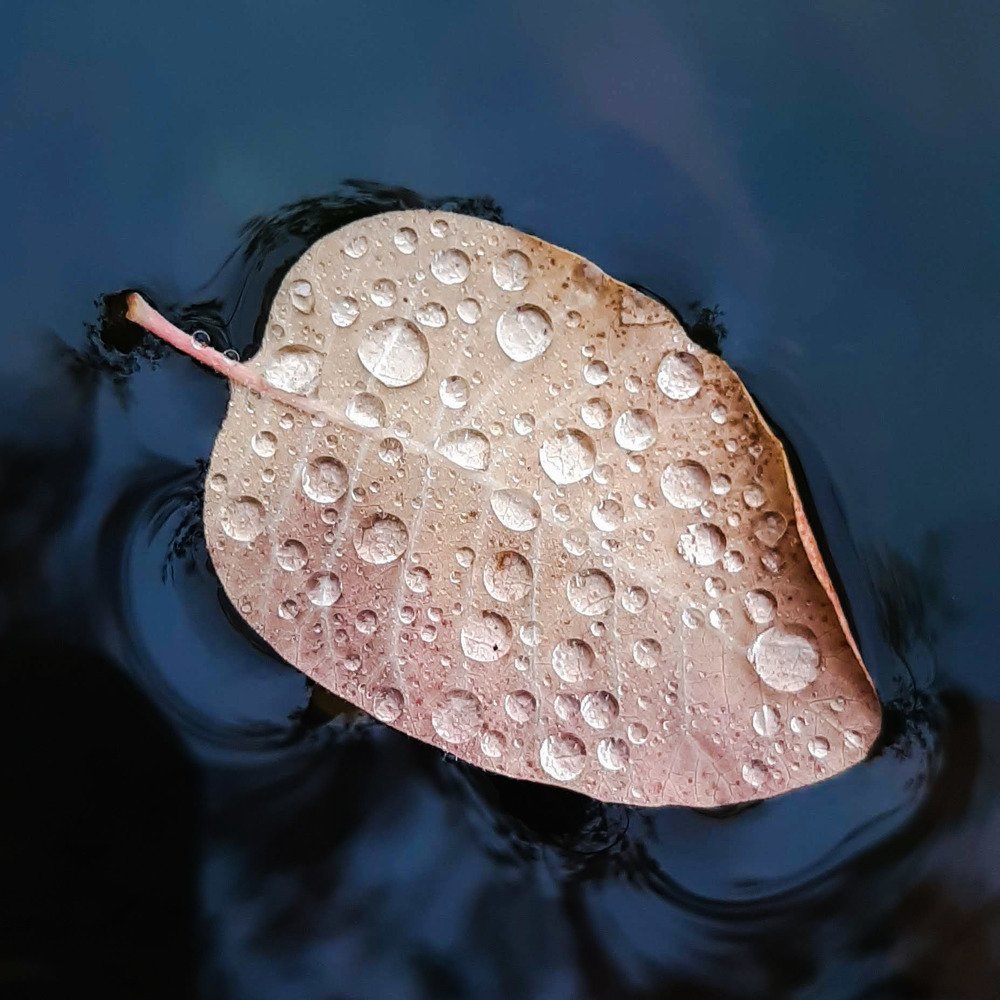 "Капли дождя" "Raindrops"