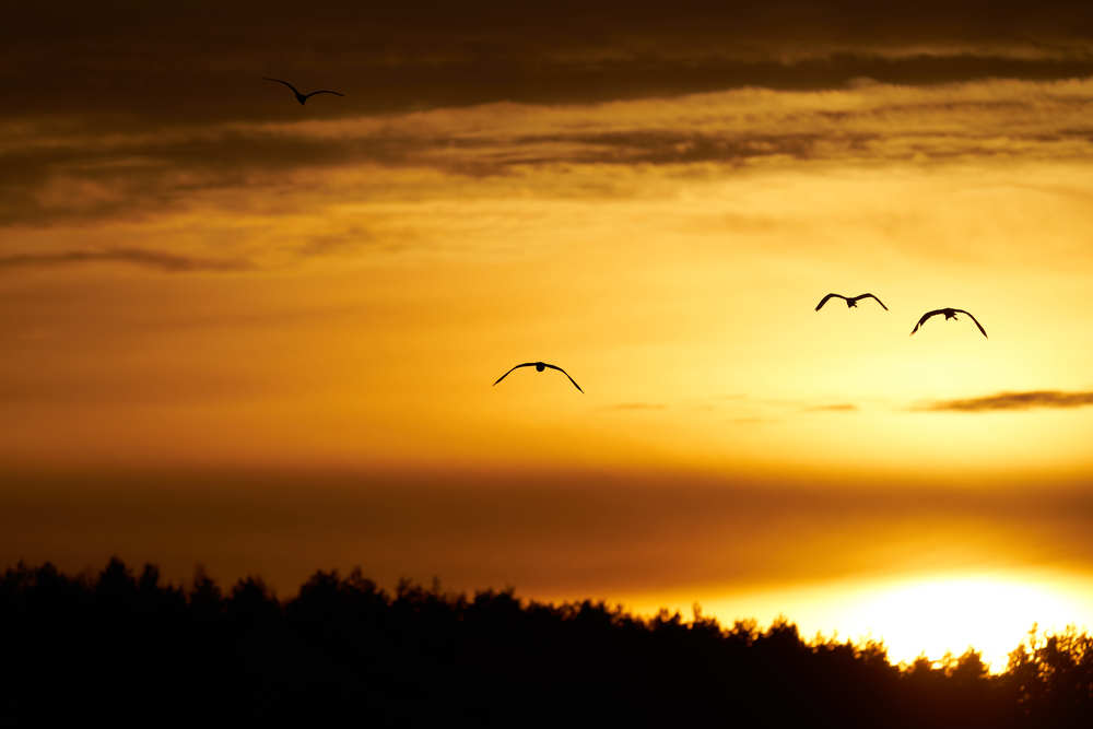 Фотография автора Anton Radtsevich