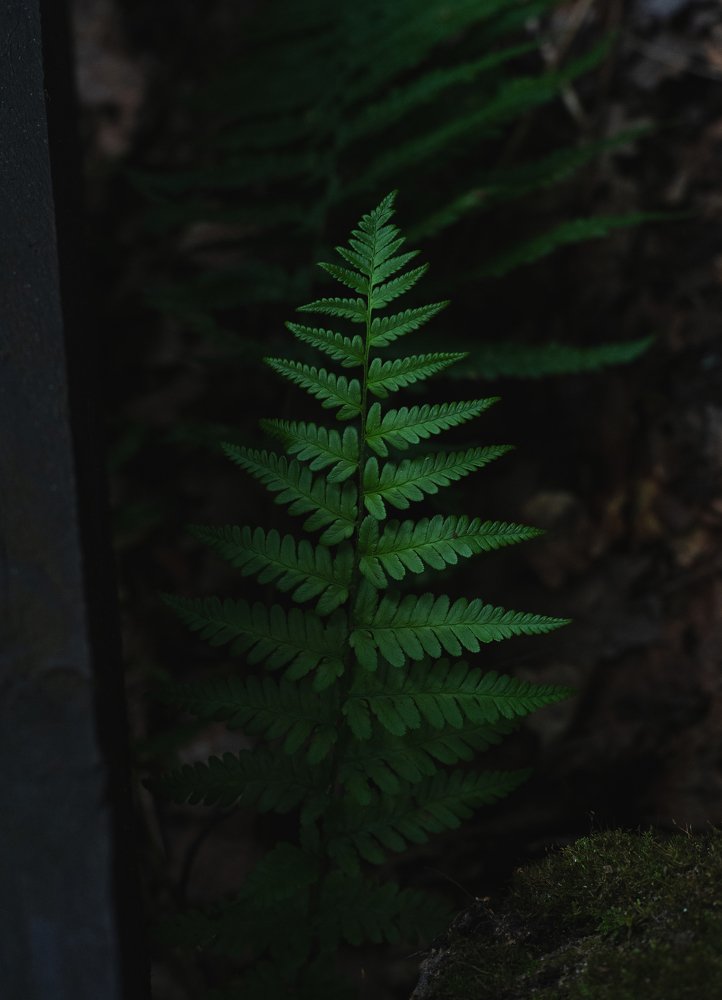 Photograph by Сергей Синелобов