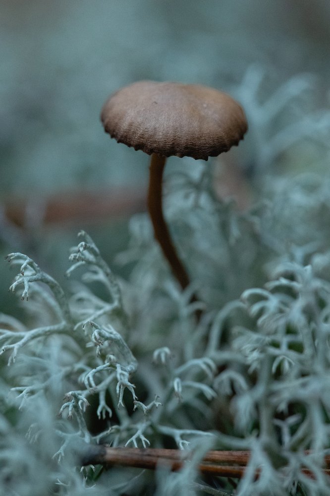 Photograph by Сергей Синелобов